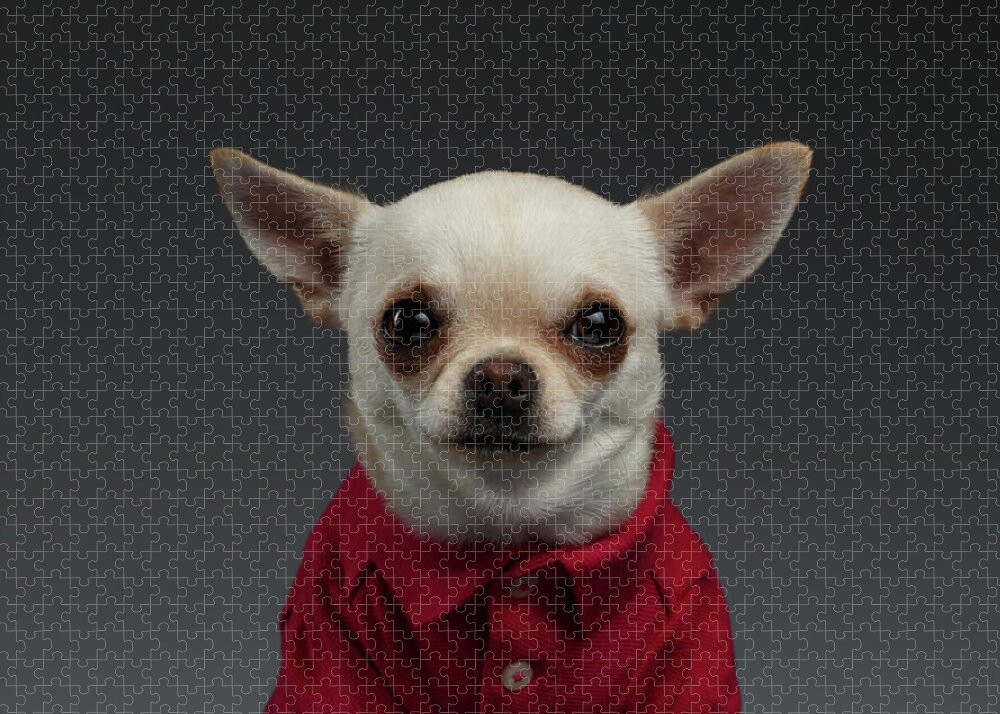 https://render.fineartamerica.com/images/rendered/default/flat/puzzle/images/artworkimages/medium/1/closeup-portrait-chihuahua-dog-in-stylish-clothes-blue-background-sergey-taran.jpg?&targetx=-35&targety=0&imagewidth=1071&imageheight=714&modelwidth=1000&modelheight=714&backgroundcolor=252627&orientation=0&producttype=puzzle-20-28&brightness=114&v=6