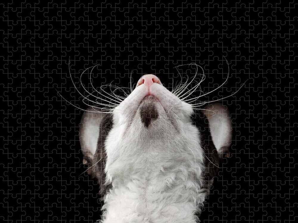 Cat Jigsaw Puzzle featuring the photograph Closeup Portrait of Cornish Rex Looking Up Isolated on Black by Sergey Taran