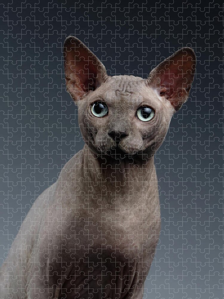  Jigsaw Puzzle featuring the photograph Closeup Portrait of Sphynx Cat Looking in camera on Dark by Sergey Taran
