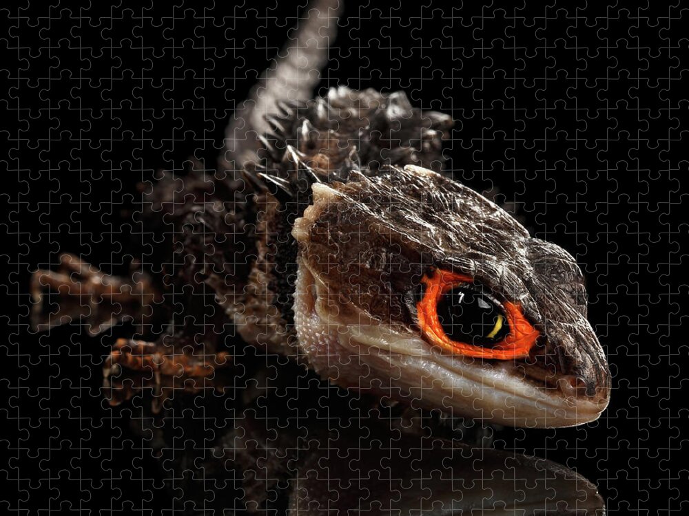 Crocodile Jigsaw Puzzle featuring the photograph Closeup Red-eyed crocodile skink, tribolonotus gracilis by Sergey Taran