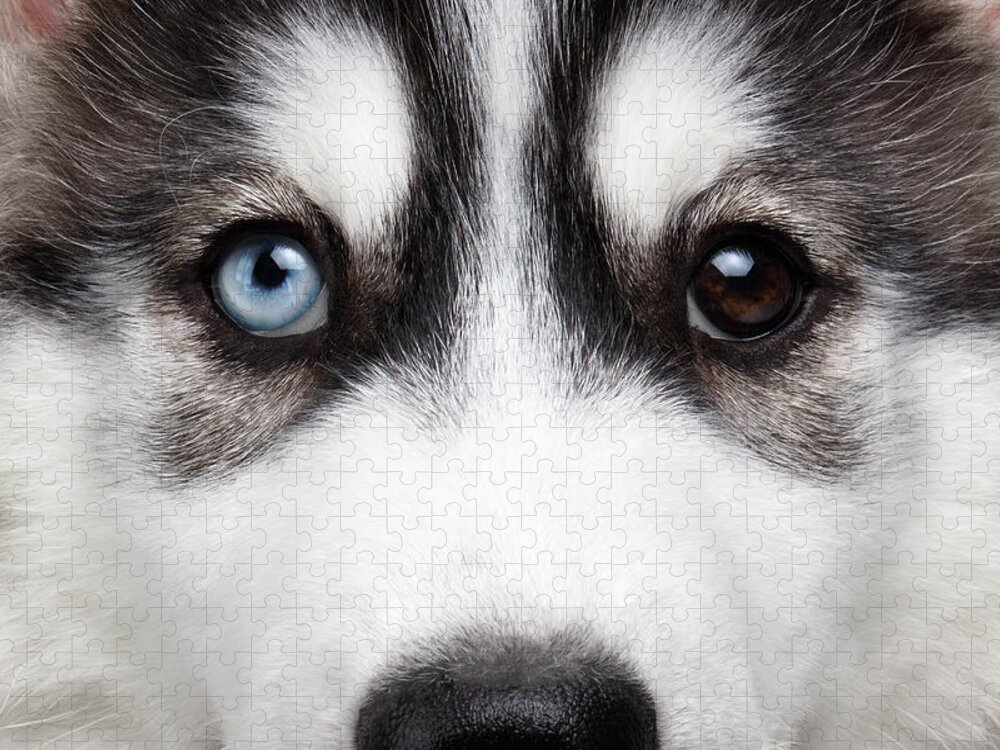 Dog Jigsaw Puzzle featuring the photograph Closeup Siberian Husky Puppy Different Eyes by Sergey Taran