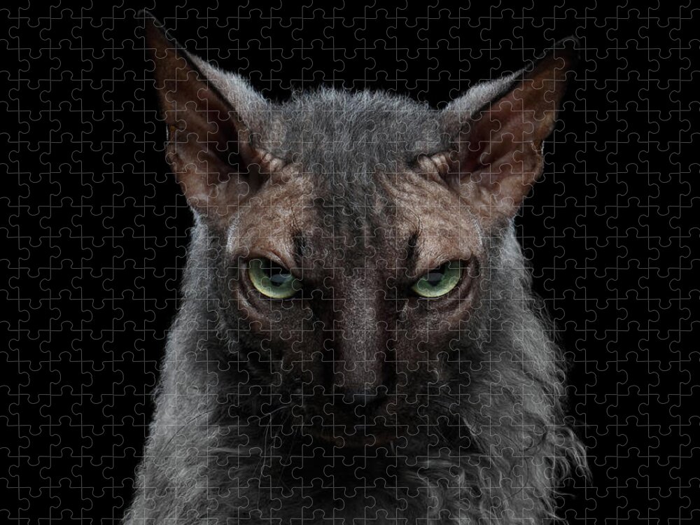 Werewolf Jigsaw Puzzle featuring the photograph Closeup Werewolf Sphynx Cat Angry Looking in Camera Isolated Black by Sergey Taran
