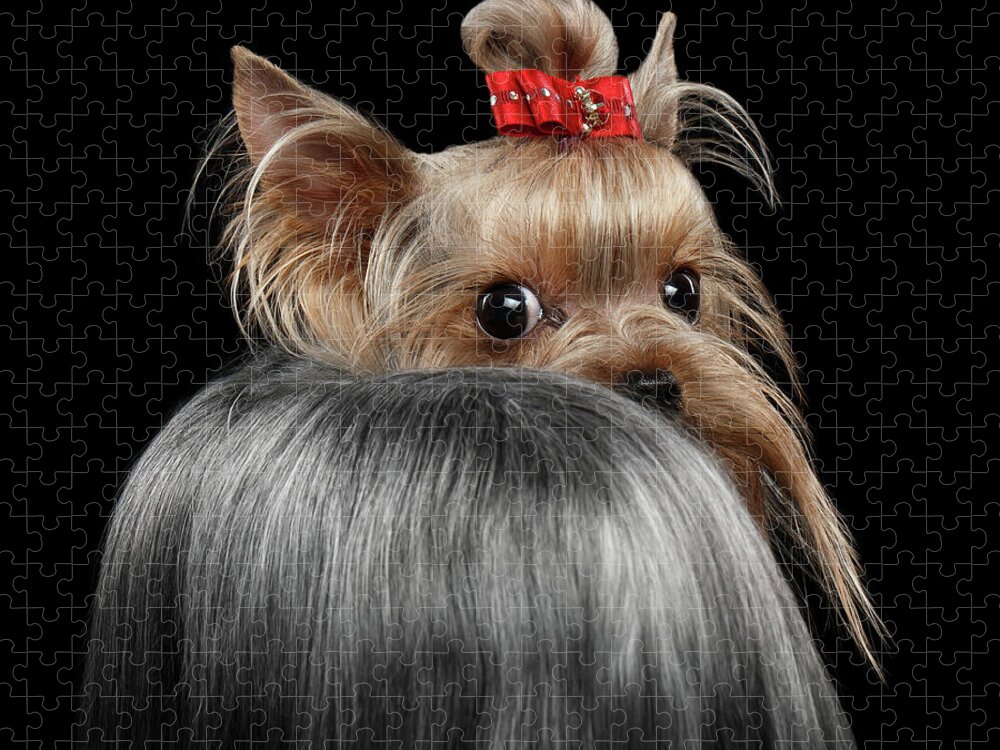  Closeup Jigsaw Puzzle featuring the photograph Closeup Yorkshire Terrier Dog, long groomed Hair Pity Looking back by Sergey Taran