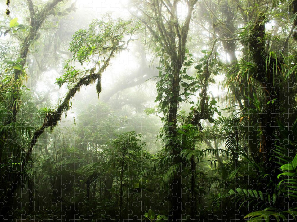 Forest Jigsaw Puzzle featuring the photograph Cloud Forest by Nicklas Gustafsson