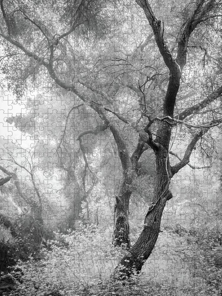 Rancho Bernardo Jigsaw Puzzle featuring the photograph Coast Live Oaks in Morning Fog by Alexander Kunz
