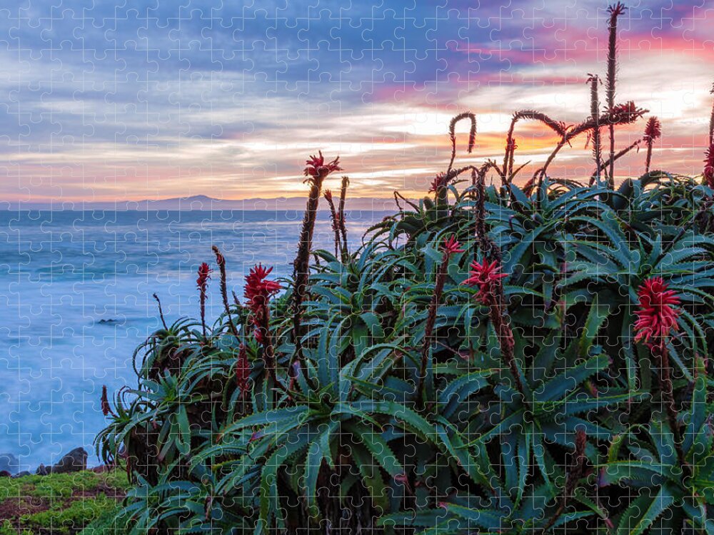 Landscape Jigsaw Puzzle featuring the photograph Coastal Aloes by Jonathan Nguyen