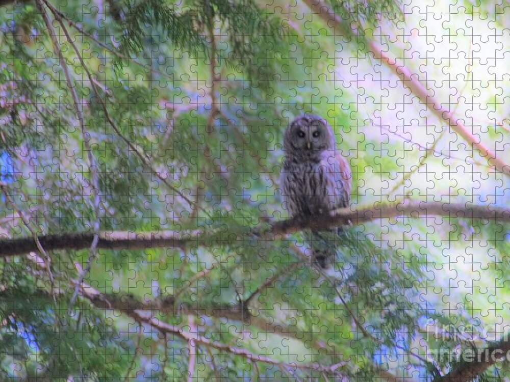 Owl Jigsaw Puzzle featuring the photograph Coastal Owl by Merle Grenz