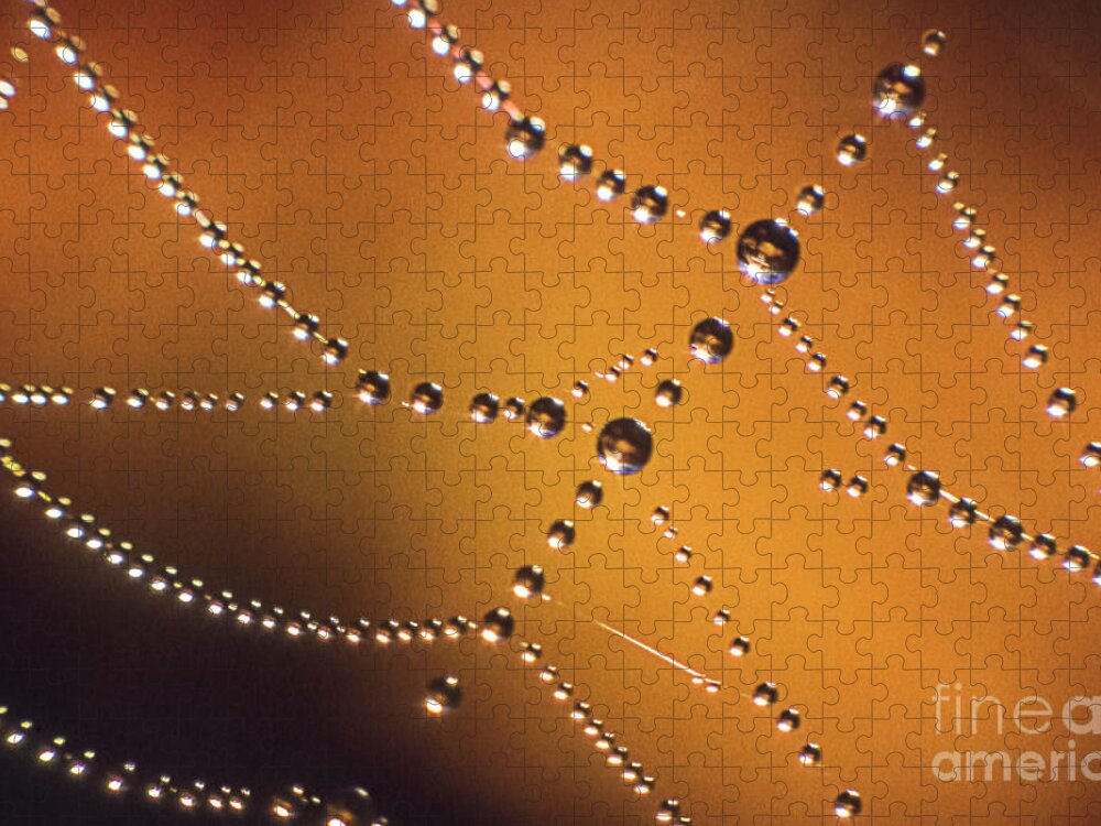 Dew Jigsaw Puzzle featuring the photograph Cobweb with Dew Drops by Heiko Koehrer-Wagner