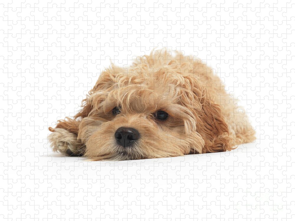 Cockapoo Jigsaw Puzzle featuring the photograph Cockapoo Dog Isolated on White Background by Maxim Images Exquisite Prints