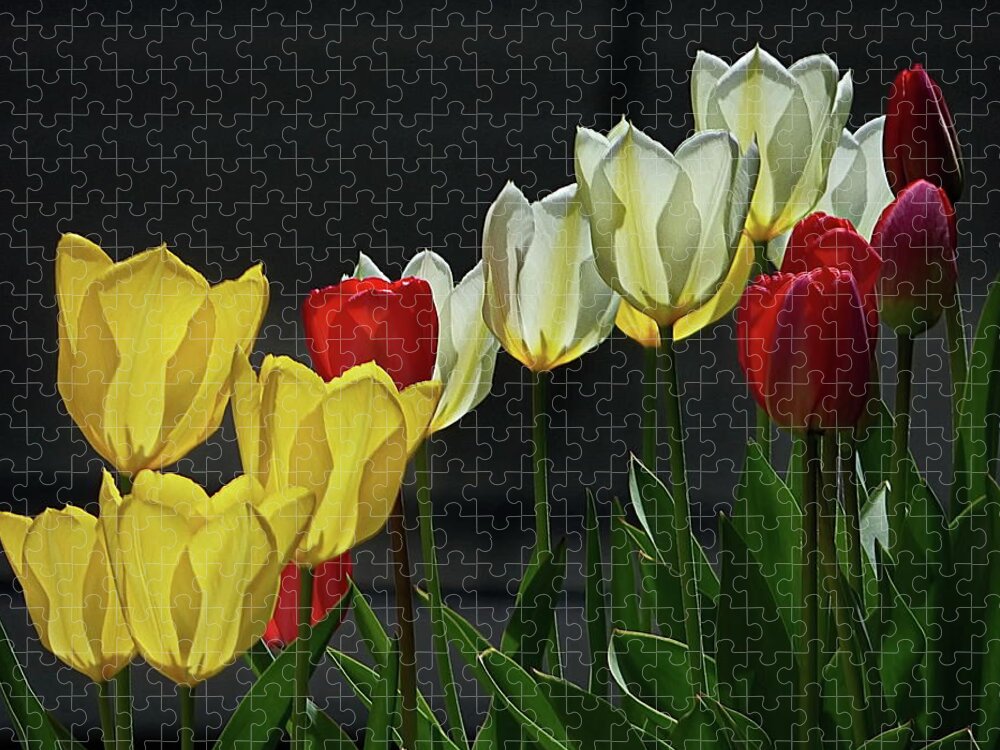 Tulips Jigsaw Puzzle featuring the photograph Color and Light by Lyuba Filatova