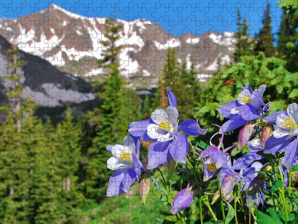 Blue Columbine Jigsaw Puzzle featuring the photograph Colorado Blue Columbine by Cascade Colors
