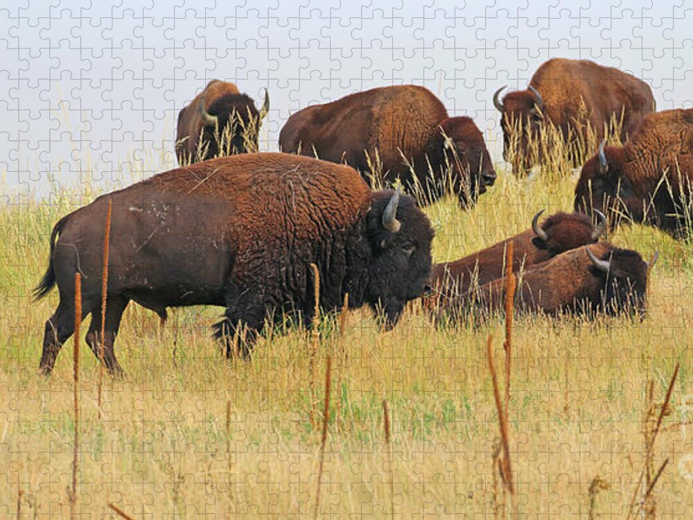 Buffalo Jigsaw Puzzle featuring the photograph Colorado Buffalo 0099 by Jack Schultz