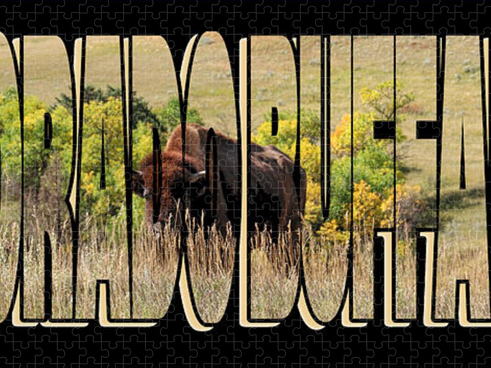Colorado Buffaloes Jigsaw Puzzle featuring the photograph Colorado Buffaloes Name 9236 by Jack Schultz