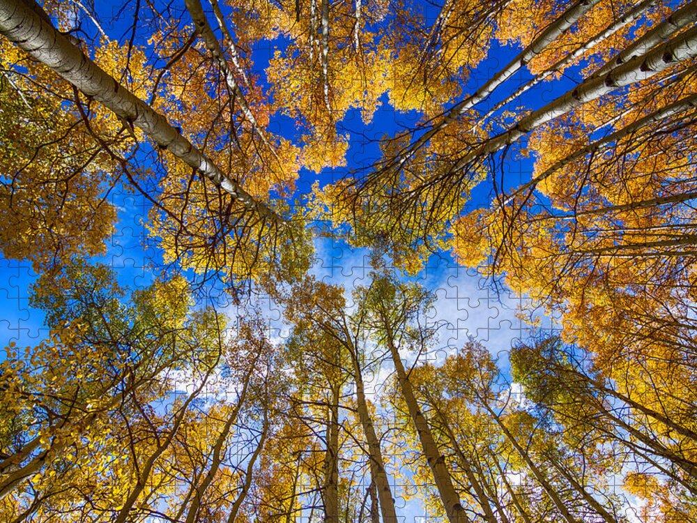Aspen Jigsaw Puzzle featuring the photograph Colorful Aspen Forest Canopy by James BO Insogna