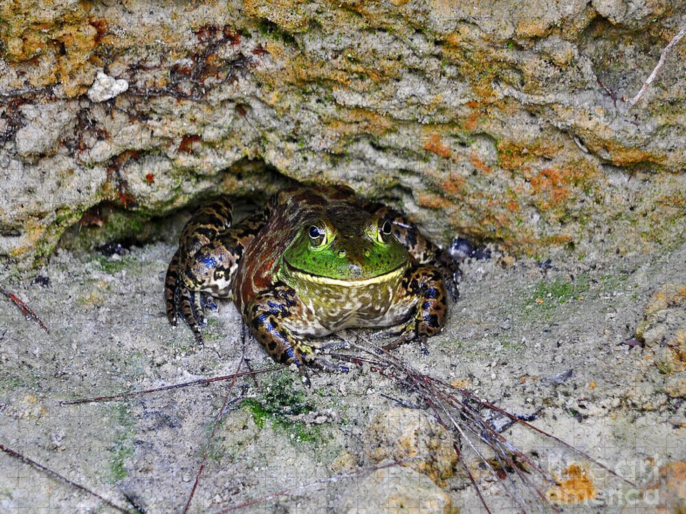 American Bullfrog Jigsaw Puzzle featuring the photograph Colorful Camo by Al Powell Photography USA