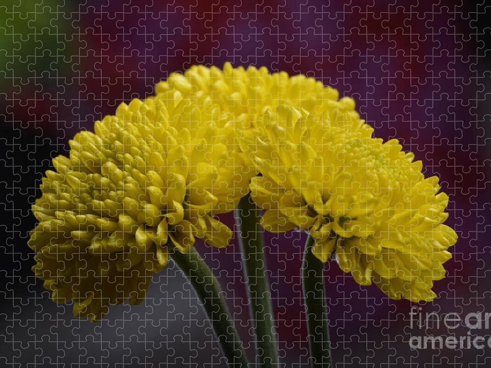 Flower Jigsaw Puzzle featuring the photograph Colorful triplet by Robert WK Clark