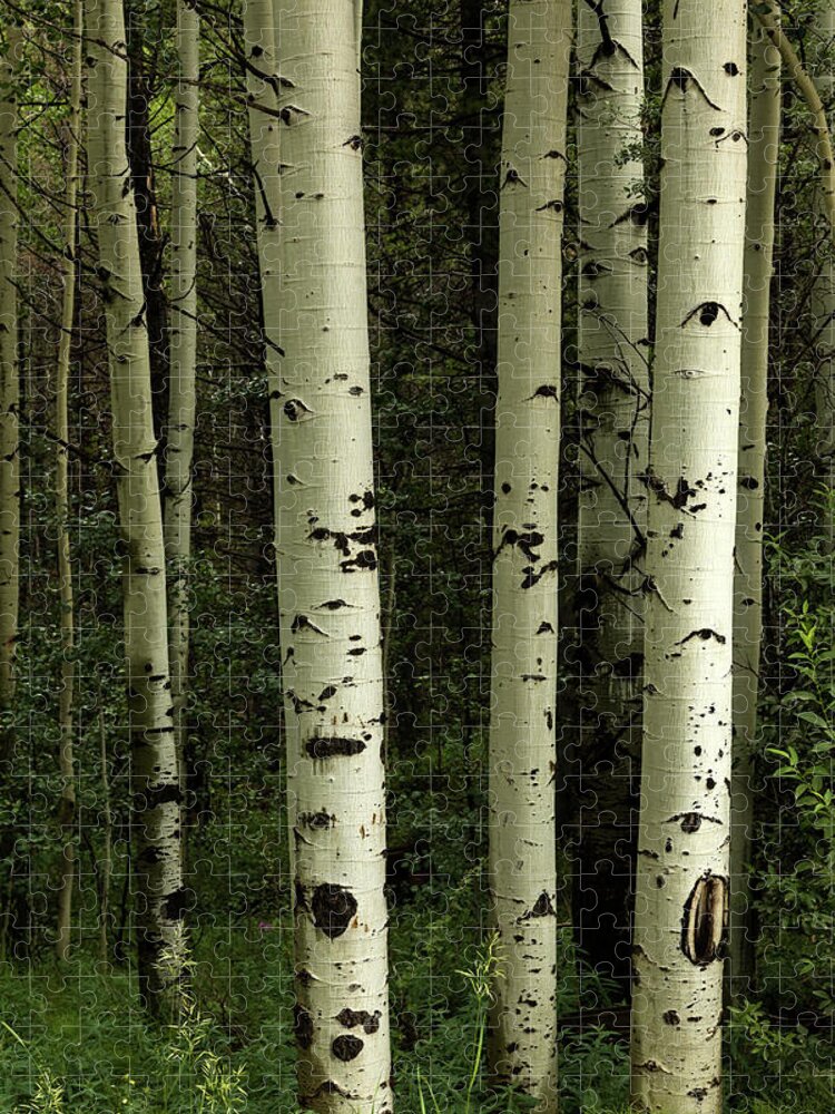 Aspen Trees Jigsaw Puzzle featuring the photograph Texture Of A Forest by James BO Insogna