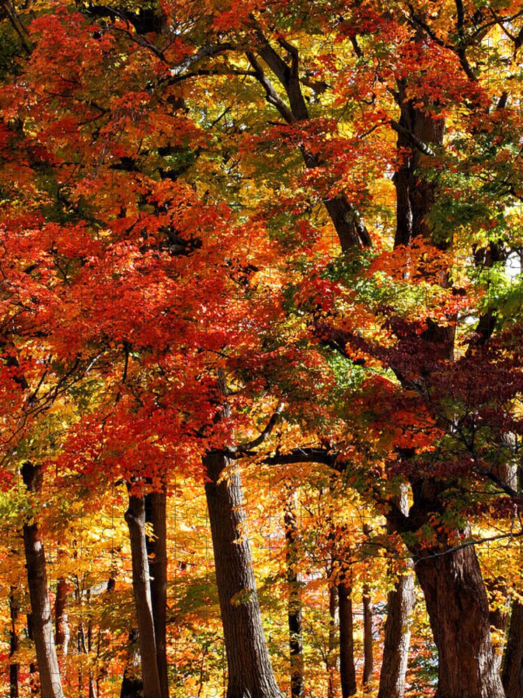 Fall Jigsaw Puzzle featuring the photograph Colors of Fall by William Selander