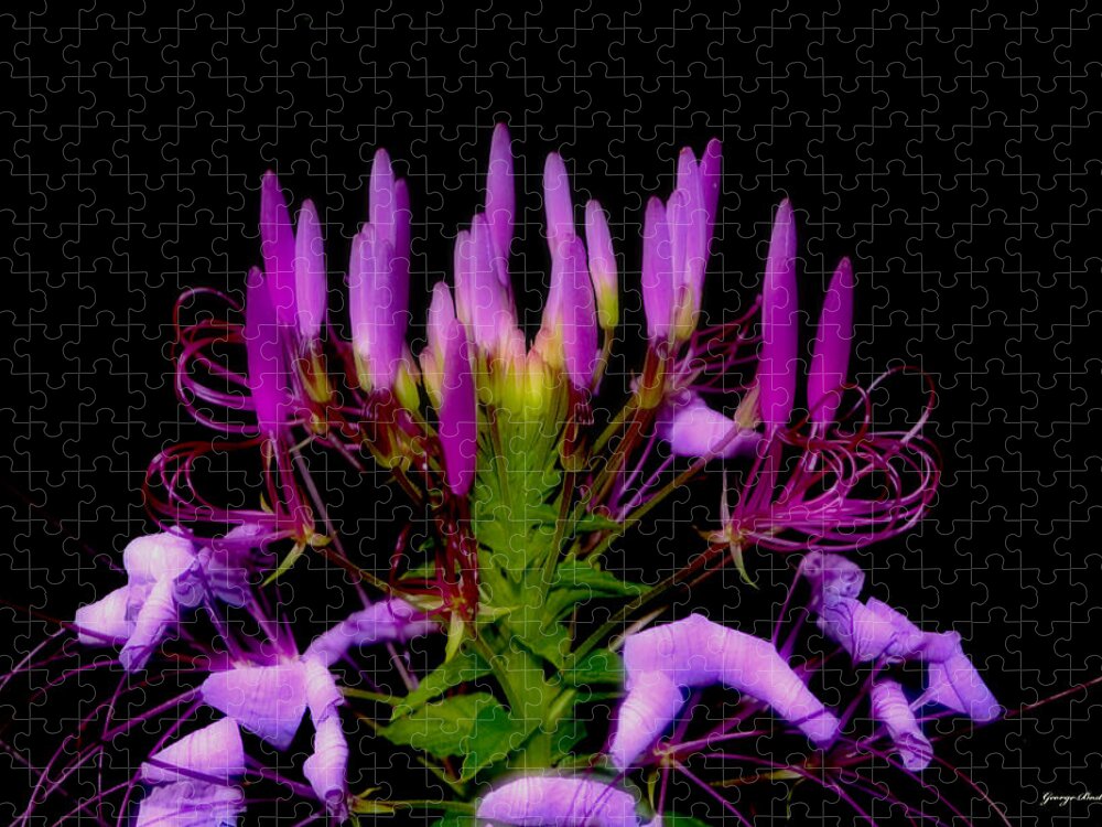 Floral Jigsaw Puzzle featuring the photograph Colors Of Nature - Lavender 001 by George Bostian