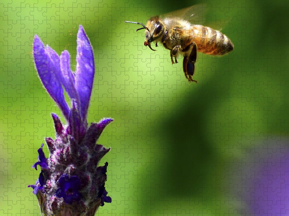 Honeybee Jigsaw Puzzle featuring the photograph Coming In For A Landing by Brian Tada