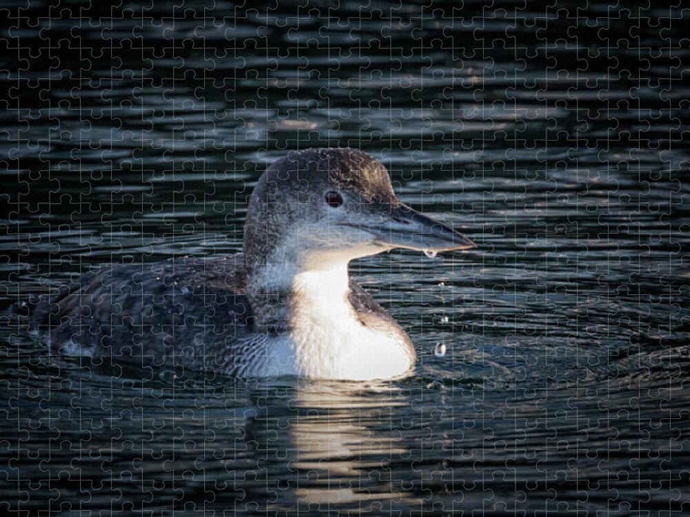 Common Loon Jigsaw Puzzle featuring the photograph Common Loon by Randy Hall