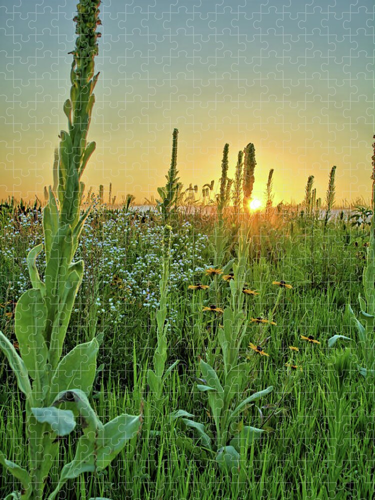Mullein Jigsaw Puzzle featuring the photograph Common Mullein by Bonfire Photography