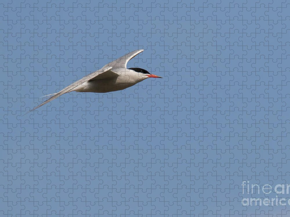 Animalia Jigsaw Puzzle featuring the photograph Common tern in flight by Jivko Nakev