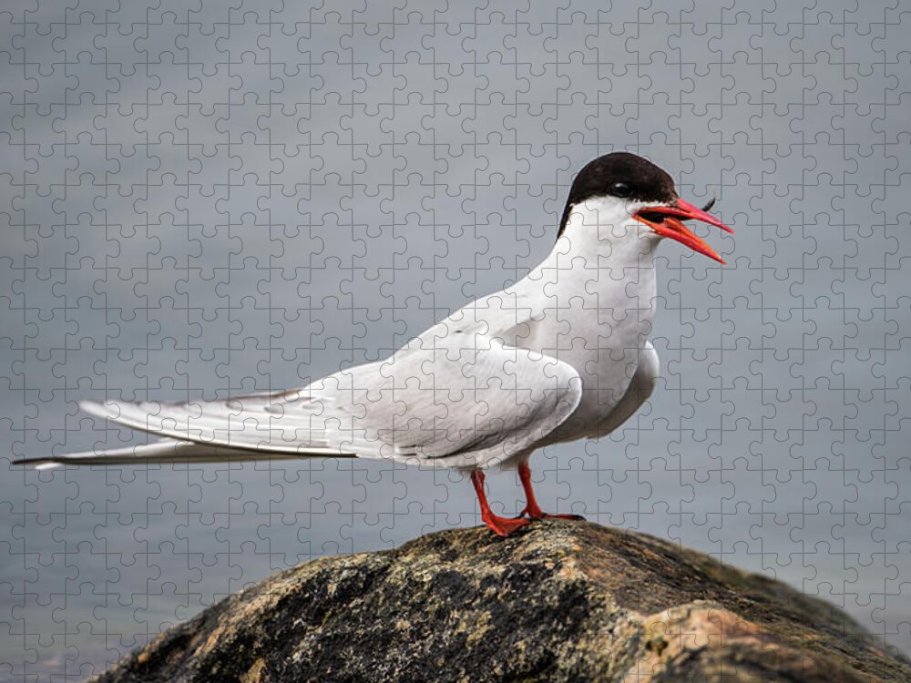 Common Tern Jigsaw Puzzle featuring the photograph Common Tern by Torbjorn Swenelius