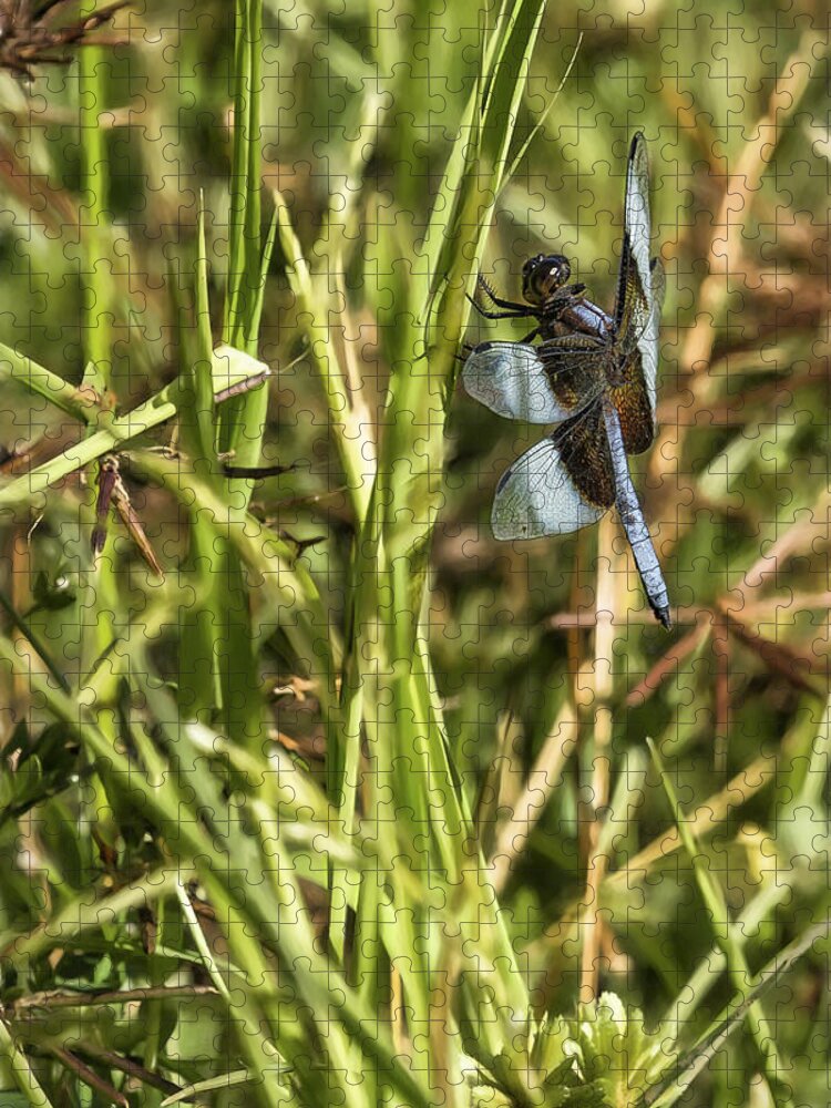 Dragonfly Jigsaw Puzzle featuring the photograph Common Whitetail Dragonfly on a Blade of Grass by Belinda Greb