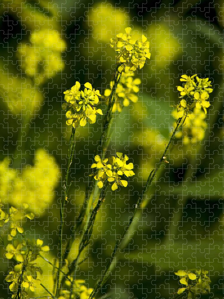 Flowers Jigsaw Puzzle featuring the photograph Common Wintercress Flowers by Christina Rollo