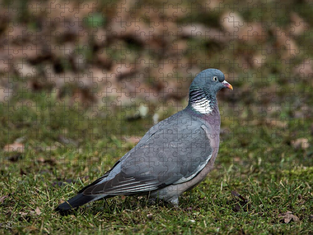 Common Wood Pigeon Jigsaw Puzzle featuring the photograph Common Wood Pigeon's profile by Torbjorn Swenelius