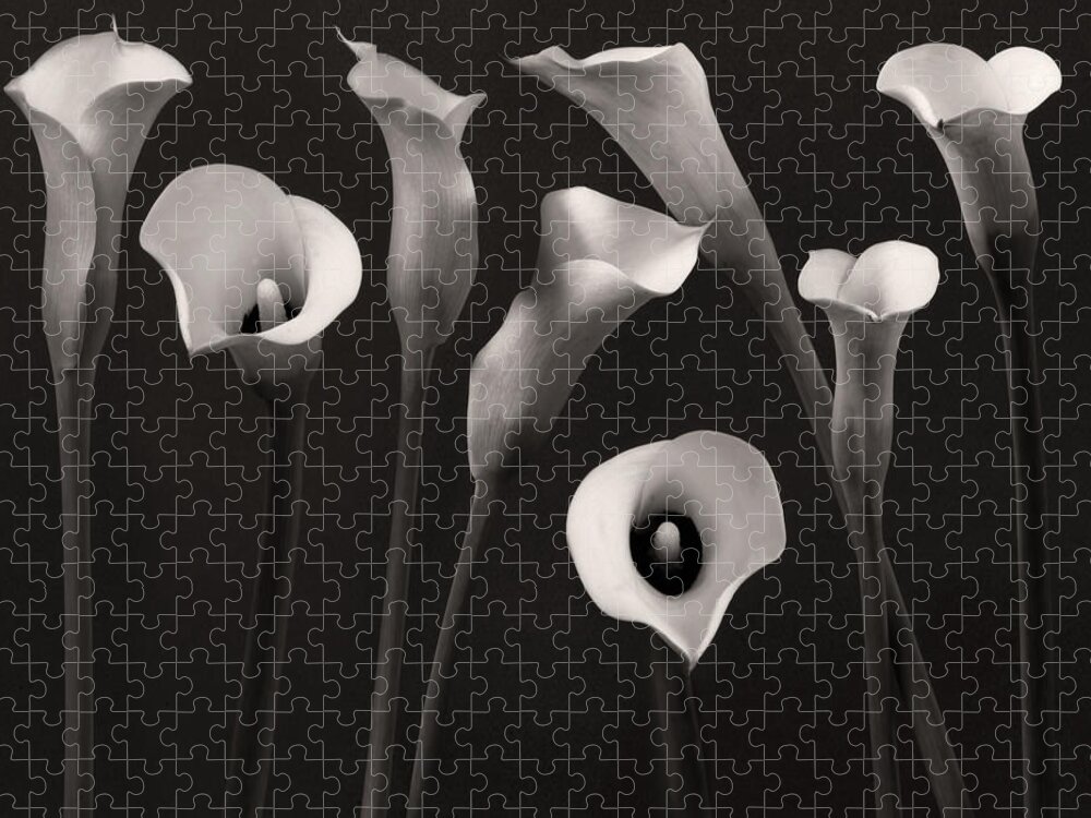 Calla Lily Jigsaw Puzzle featuring the photograph Composition With Calla Lily by Floriana Barbu