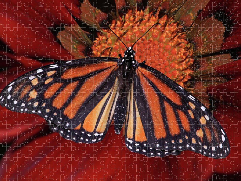 Monarch Butterfly Jigsaw Puzzle featuring the photograph Connect the Dots by Donna Kennedy