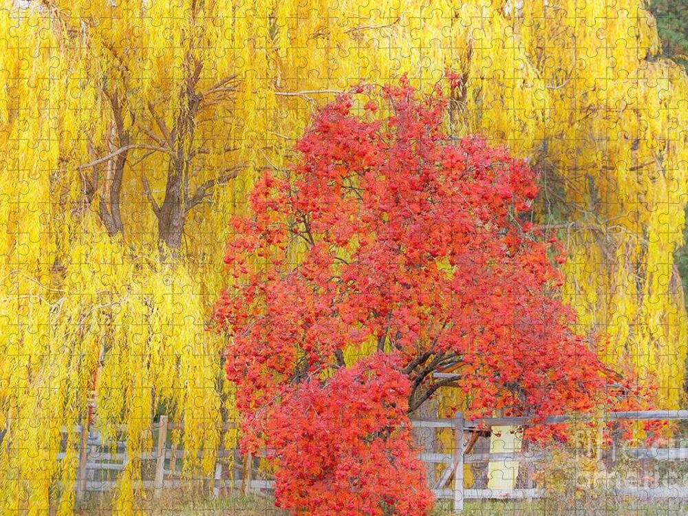 Trees Jigsaw Puzzle featuring the photograph Contrasting trees by Merle Grenz