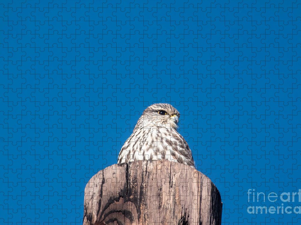 Wildlife Jigsaw Puzzle featuring the photograph Cooper's Hawk Atop Pole by Robert Frederick