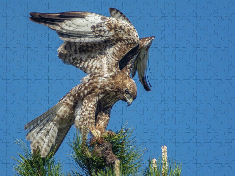 Hawk Jigsaw Puzzle featuring the photograph Red Tailed Hawk with Prey 1 by Rick Mosher