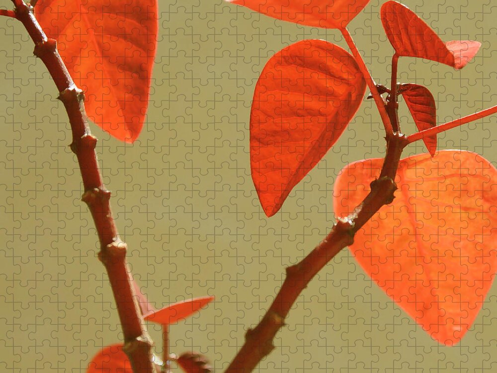 Orange Leaves Jigsaw Puzzle featuring the photograph Copper Plant by Ben and Raisa Gertsberg