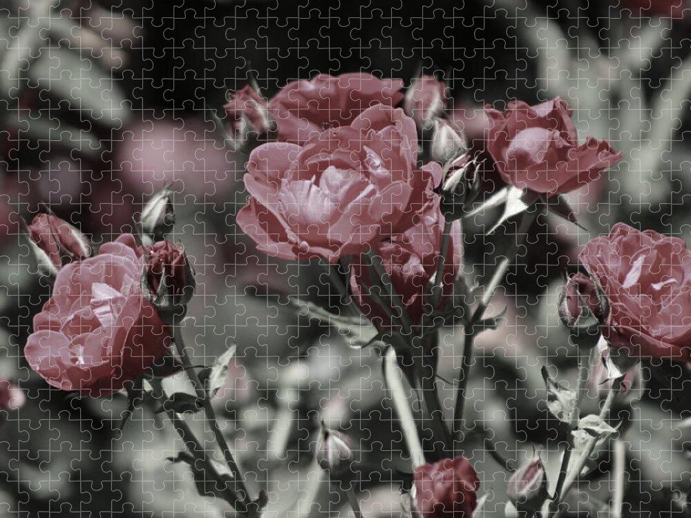 Copper Pink Rose Jigsaw Puzzle featuring the photograph Copper Rouge Rose in Almost Black and White by Colleen Cornelius