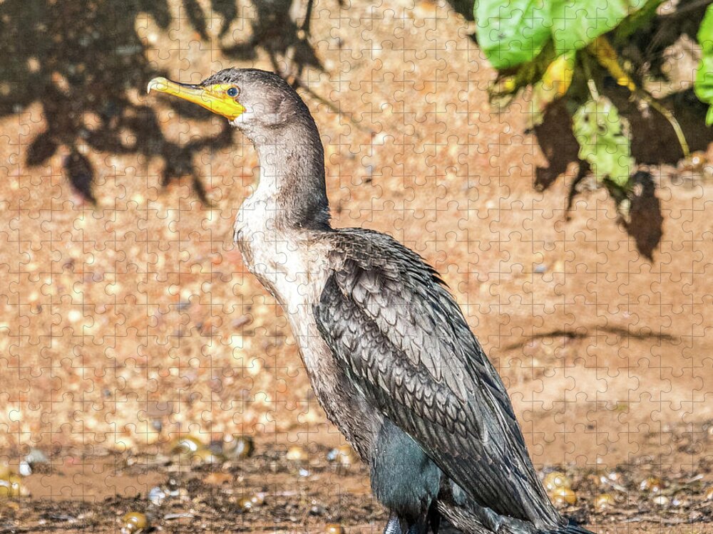 Cormorant Jigsaw Puzzle featuring the photograph Cormorant on Shore by Paul Freidlund