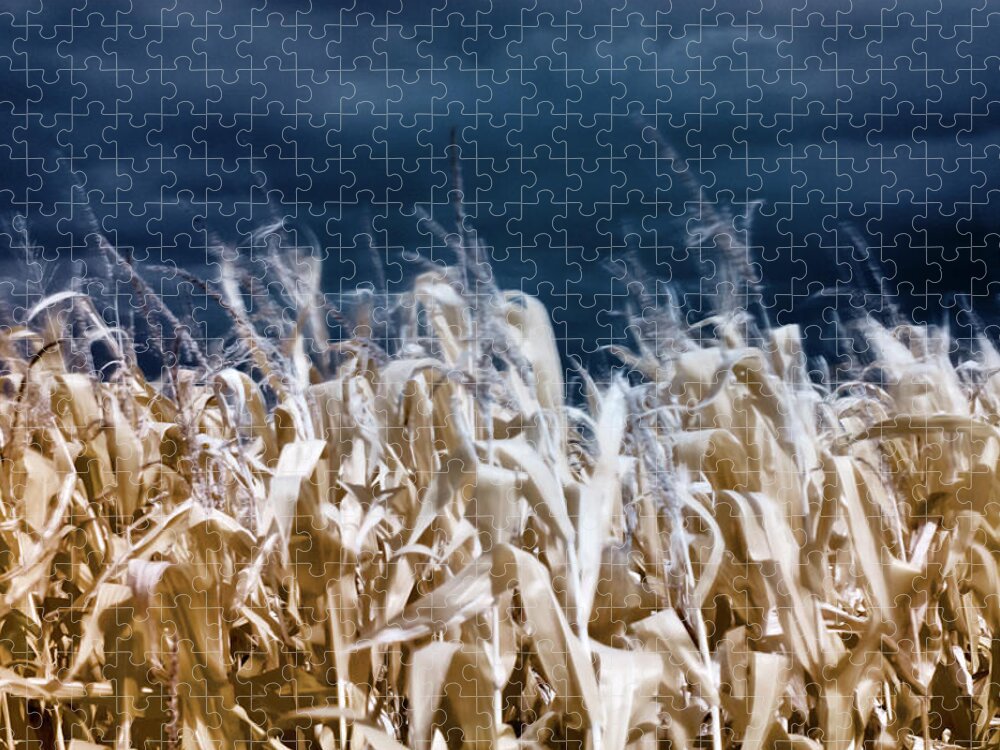 Crop Jigsaw Puzzle featuring the photograph Corn field by Helga Novelli