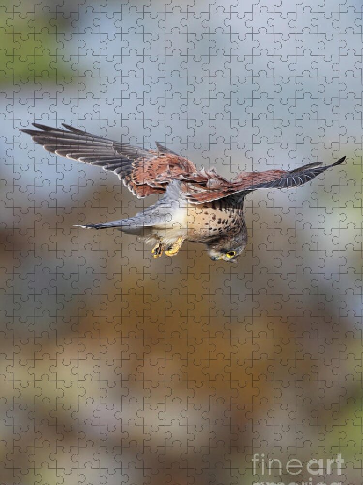 Kestrel Jigsaw Puzzle featuring the photograph Cornish Kestrel Hunting 2 by Nicholas Burningham