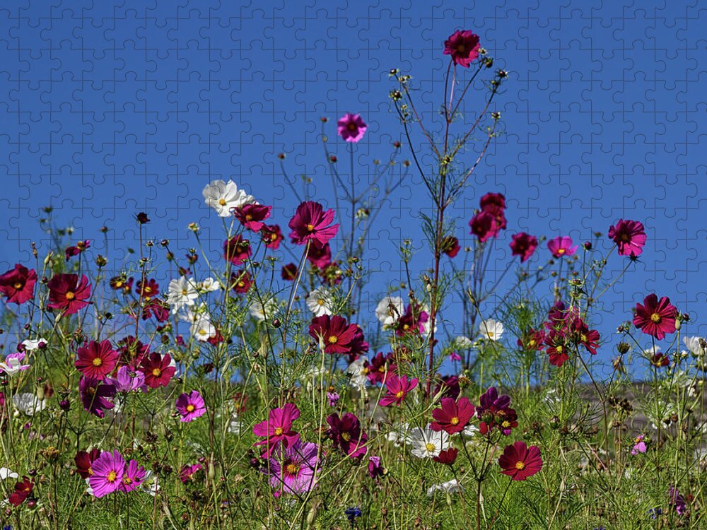 Flower Jigsaw Puzzle featuring the photograph Cosmos by Shirley Mitchell