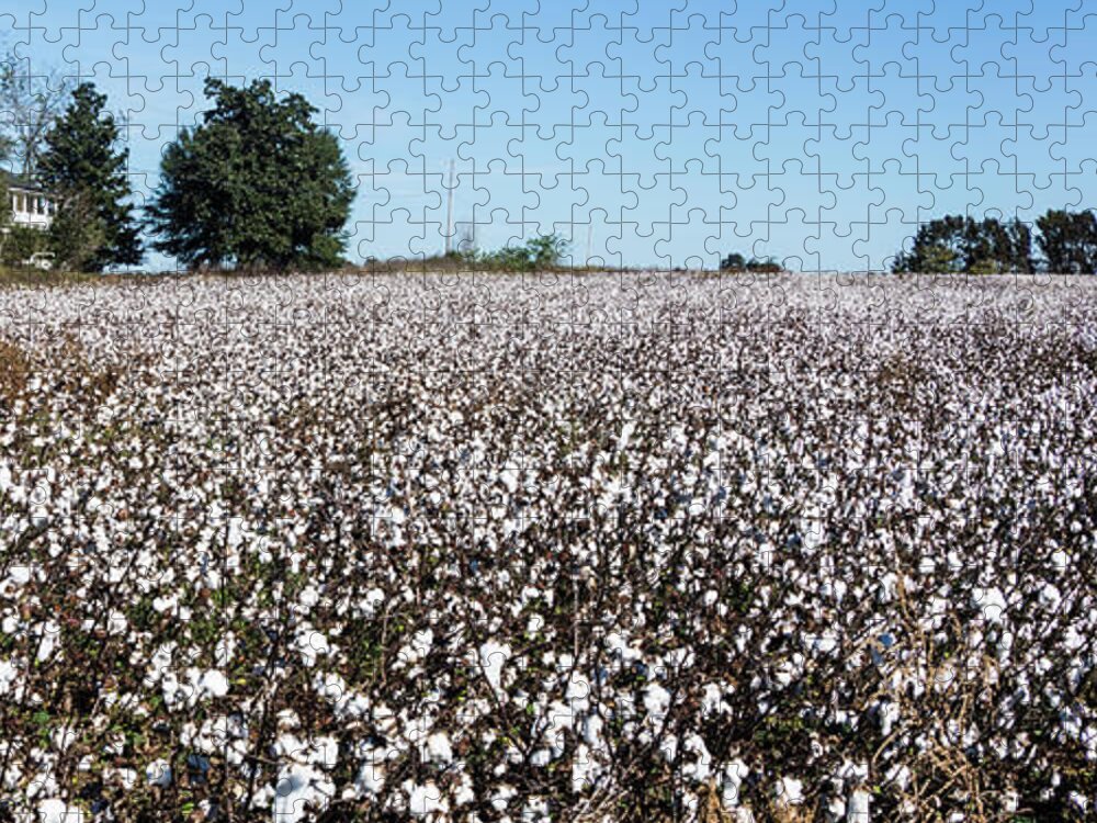 Carolina Jigsaw Puzzle featuring the photograph Cotton Field by Thomas Marchessault