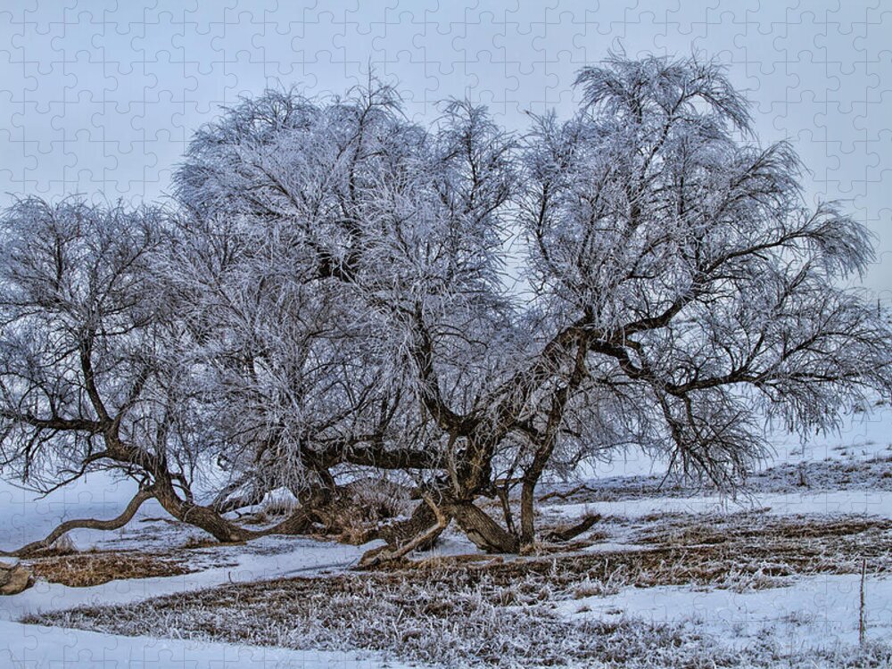 Cottonwood Jigsaw Puzzle featuring the photograph Cottonwood Sprawl by Alana Thrower