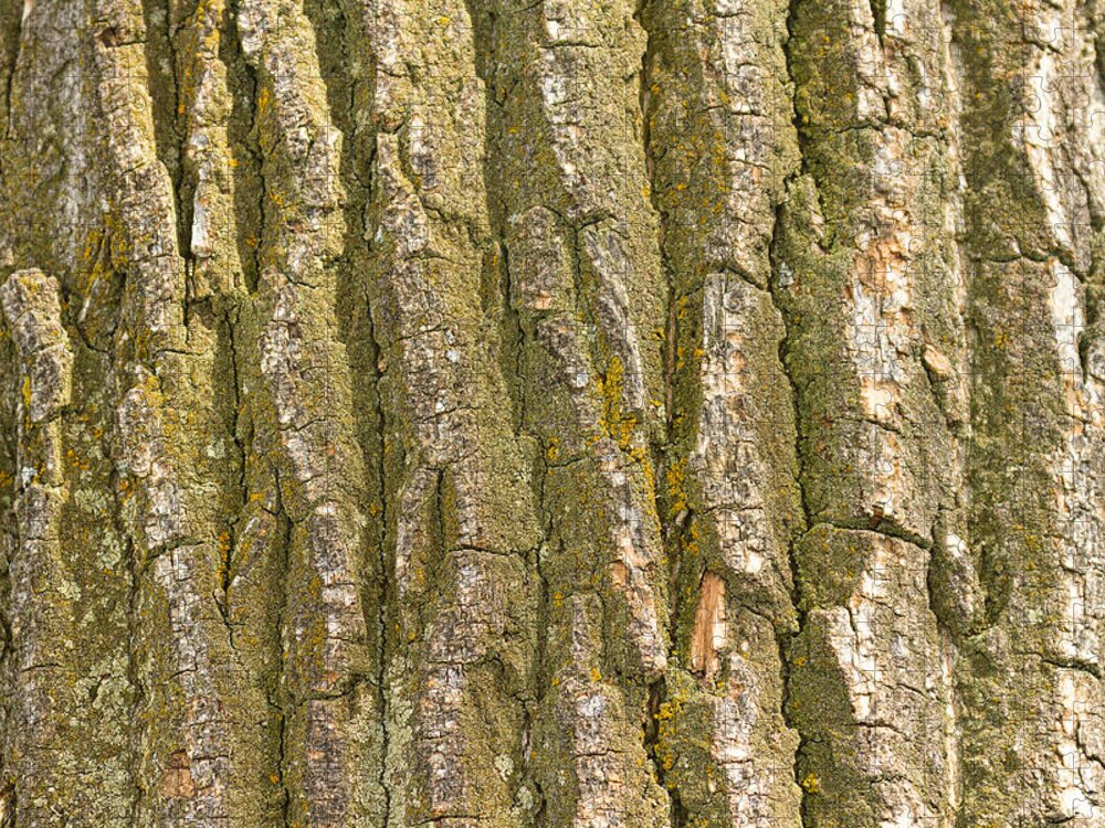 Cottonwood Jigsaw Puzzle featuring the photograph Cottonwood Tree Bark Texture by James BO Insogna