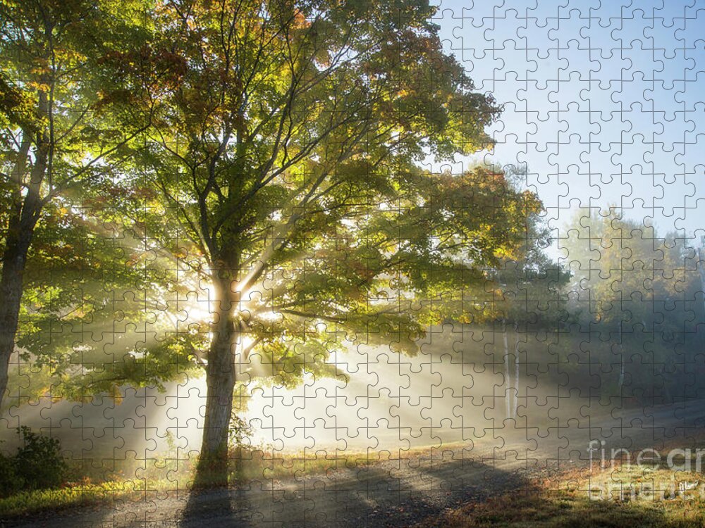 Morning Light Rays Jigsaw Puzzle featuring the photograph Country Road by Alana Ranney
