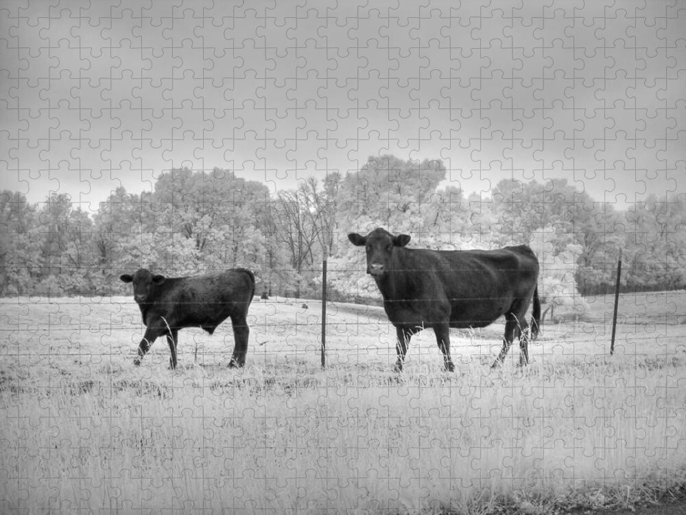 Cow Jigsaw Puzzle featuring the photograph Cow by Jane Linders