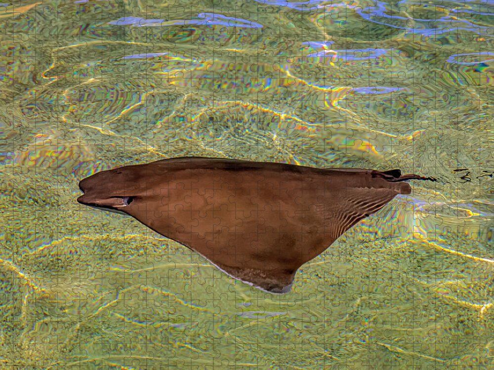 Stingray Jigsaw Puzzle featuring the photograph Cownose Stingray h1823 by Mark Myhaver