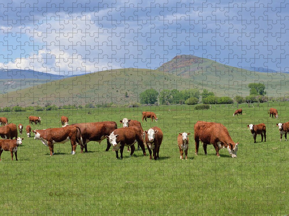 Cows Jigsaw Puzzle featuring the photograph Cows and Calves by Kae Cheatham