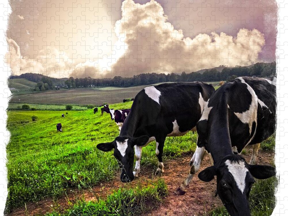 Agriculture Jigsaw Puzzle featuring the photograph Cows at Sunset Bordered by Debra and Dave Vanderlaan